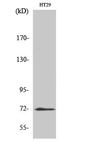 Anti-ABCG2 Rabbit Polyclonal Antibody