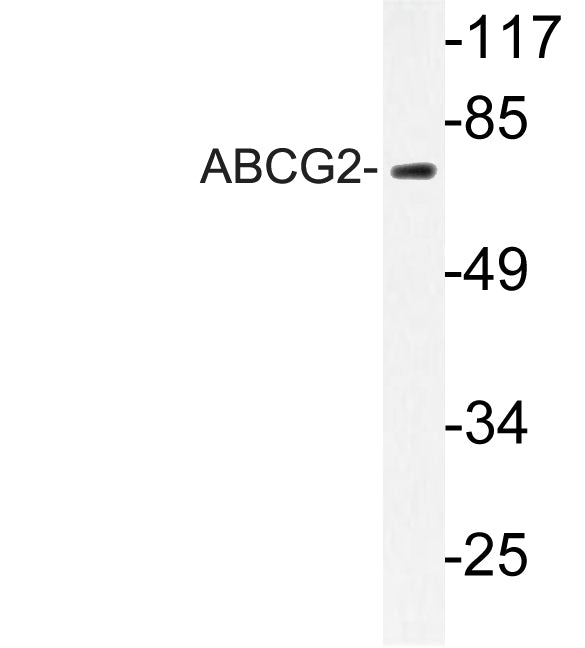 Anti-ABCG2 Rabbit Polyclonal Antibody