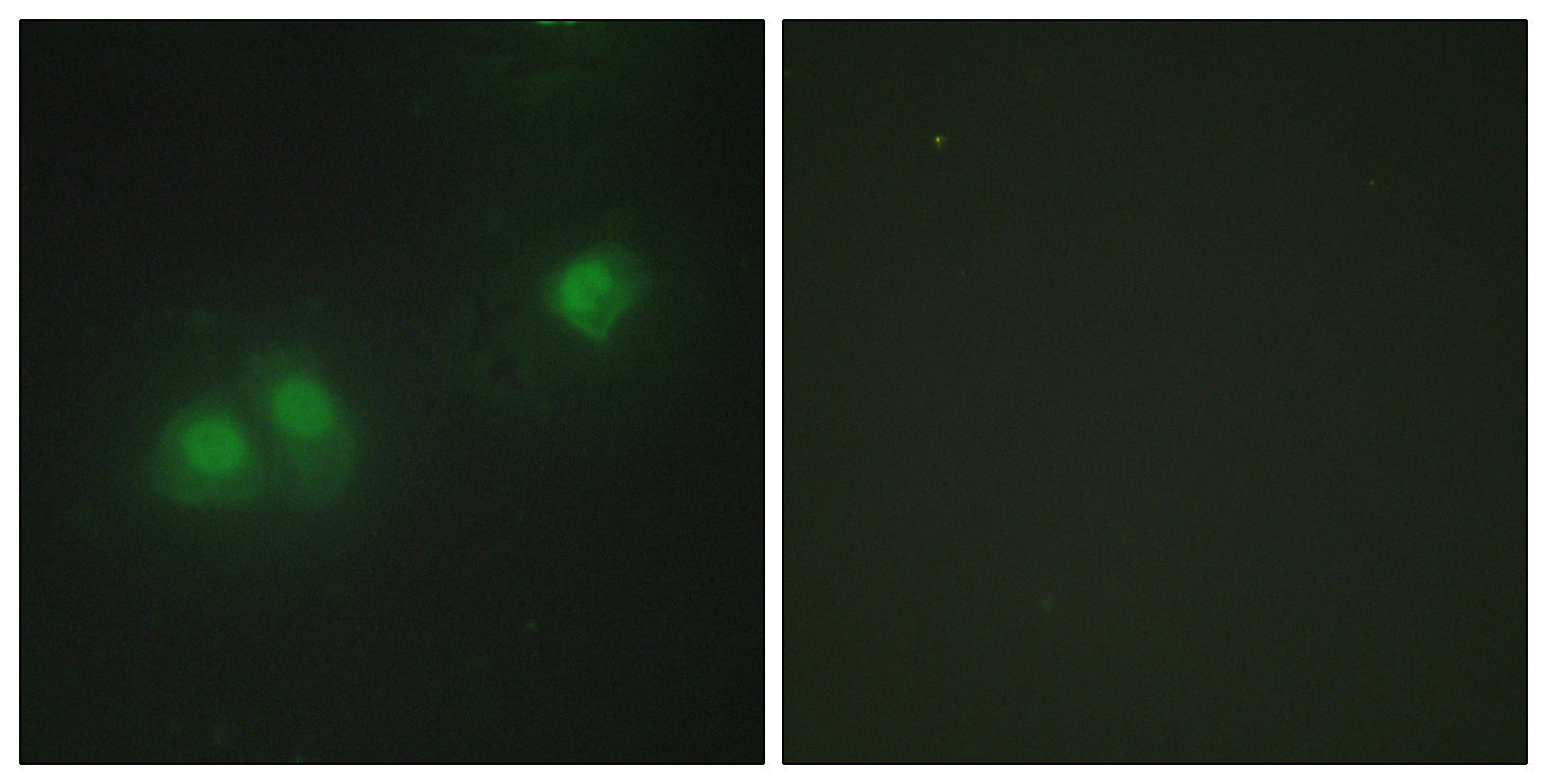Anti-HuB/HuD Rabbit Polyclonal Antibody