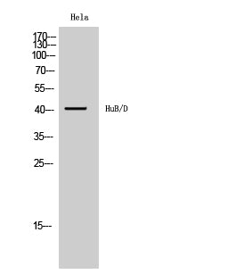 Anti-HuB/HuD Rabbit Polyclonal Antibody