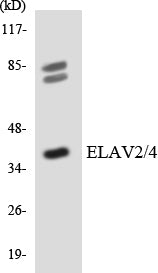 Anti-HuB/HuD Rabbit Polyclonal Antibody