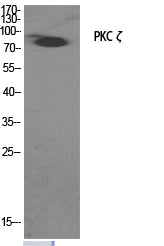 Anti-PKC zeta Rabbit Polyclonal Antibody