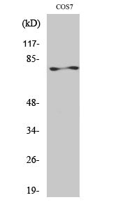 Anti-PKC zeta Rabbit Polyclonal Antibody