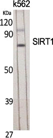 Anti-SIRT1 Rabbit Polyclonal Antibody