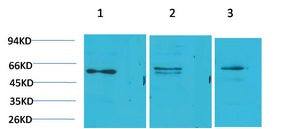Anti-PPAR gamma Rabbit Polyclonal Antibody