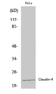 Anti-Claudin 4 Rabbit Polyclonal Antibody
