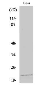 Anti-Claudin 4 Rabbit Polyclonal Antibody