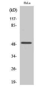 Anti-EGR2 Rabbit Polyclonal Antibody