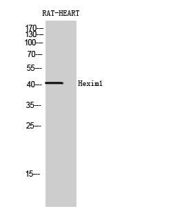 Anti-HEXIM1 Rabbit Polyclonal Antibody