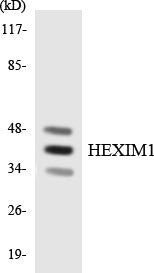 Anti-HEXIM1 Rabbit Polyclonal Antibody