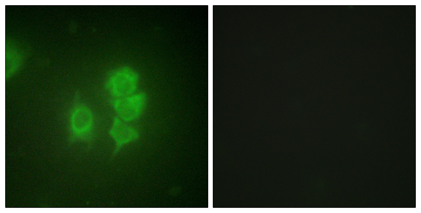 Anti-MSK1 Rabbit Polyclonal Antibody