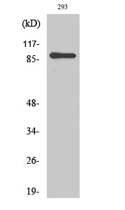Anti-MSK1 Rabbit Polyclonal Antibody