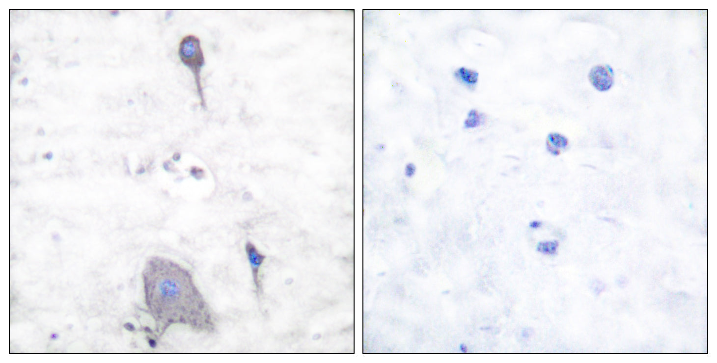 Anti-SIRP alpha Rabbit Polyclonal Antibody
