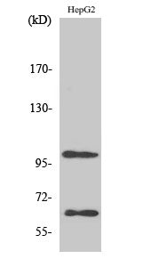 Anti-SIRP alpha Rabbit Polyclonal Antibody