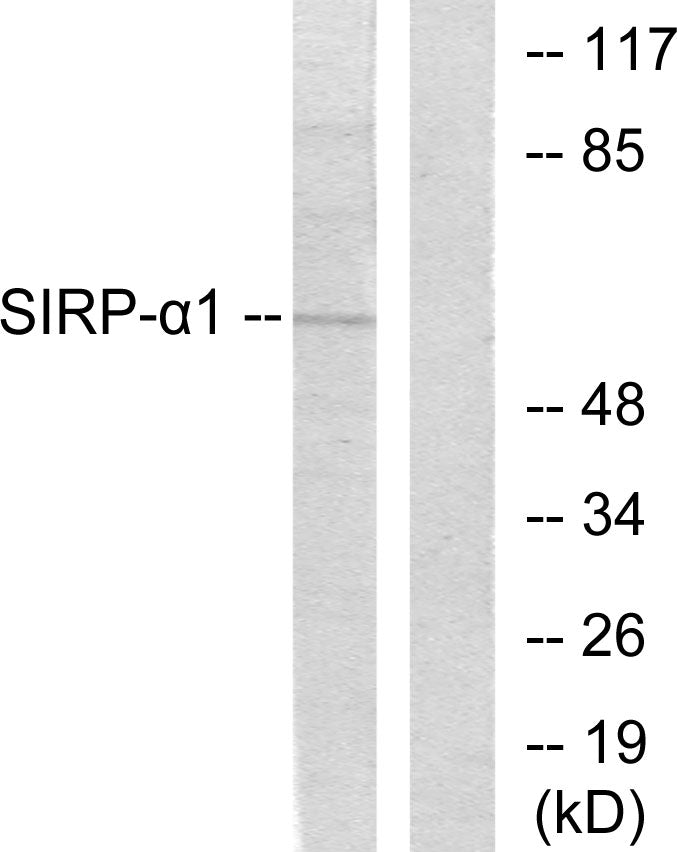 Anti-SIRP alpha Rabbit Polyclonal Antibody