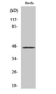 Anti-VASP Rabbit Polyclonal Antibody