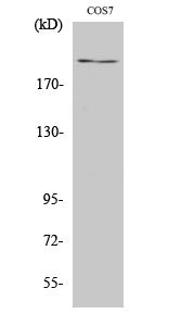 Anti-ZFP106 Rabbit Polyclonal Antibody