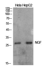 Anti-NGF Rabbit Polyclonal Antibody