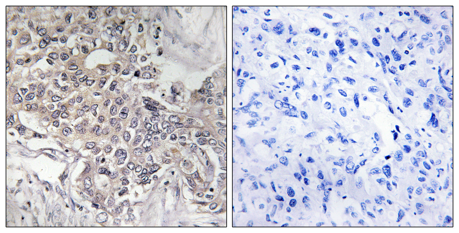 Anti-Cytochrome P450 4Z1 Rabbit Polyclonal Antibody