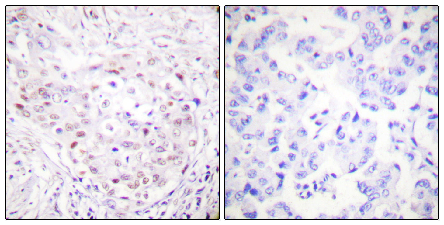 Anti-SENP3 Rabbit Polyclonal Antibody