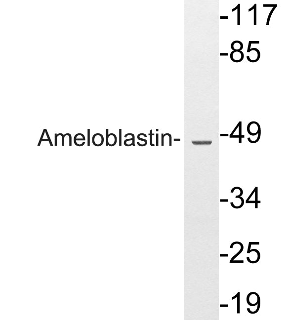 Anti-AMBN Rabbit Polyclonal Antibody