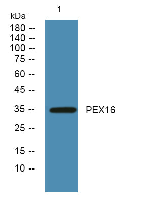Anti-PEX16 Rabbit Polyclonal Antibody