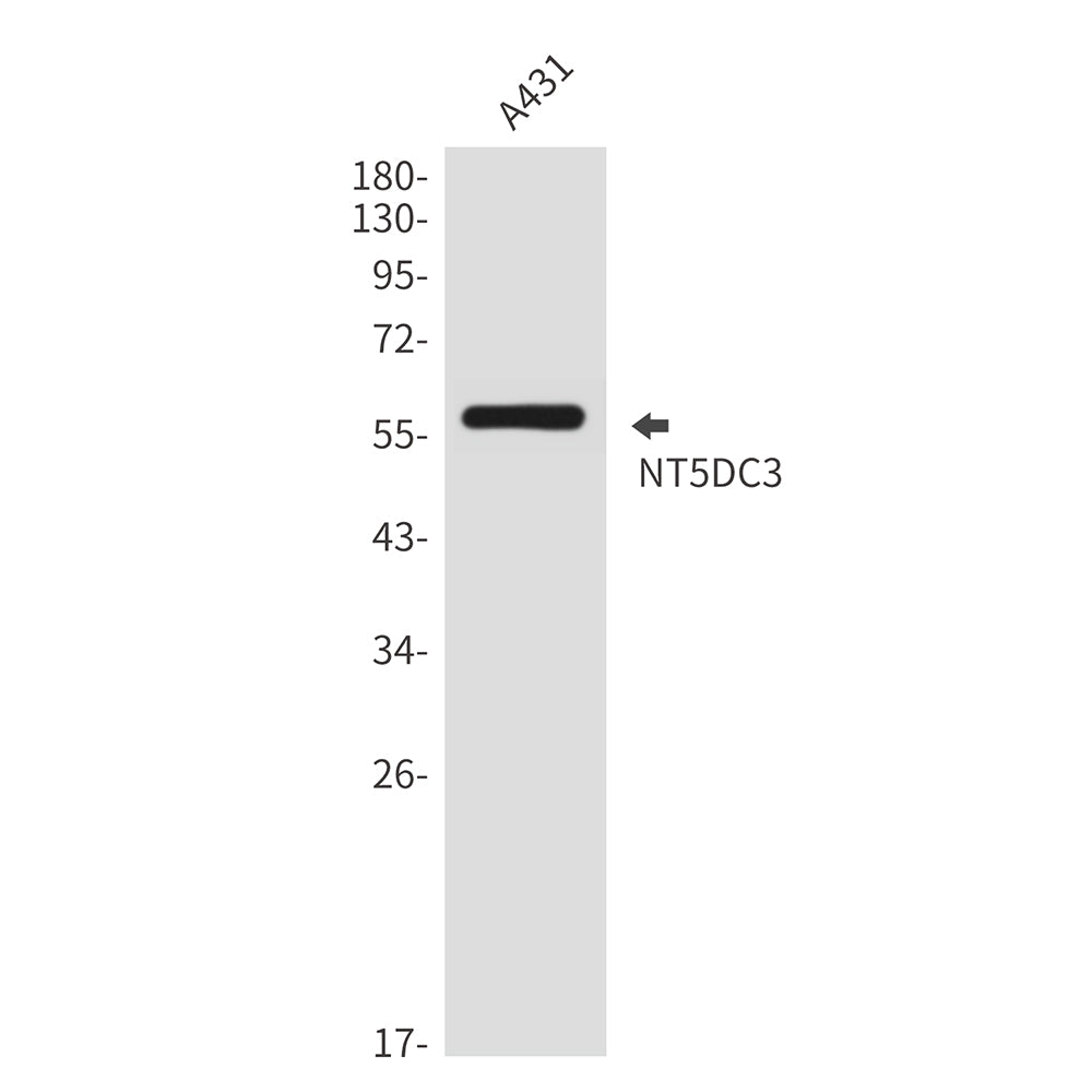 Anti-NT5DC3 Rabbit Polyclonal Antibody