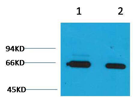 Anti-Bovine Serum Albumin Rabbit Polyclonal Antibody