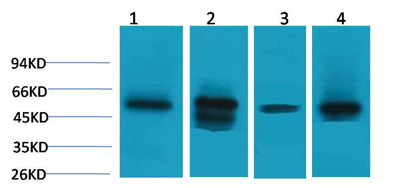 Anti-Lactate Dehydrogenase D Rabbit Polyclonal Antibody