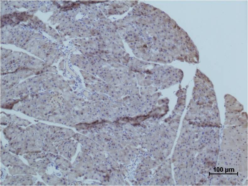 Anti-MG53 Rabbit Polyclonal Antibody