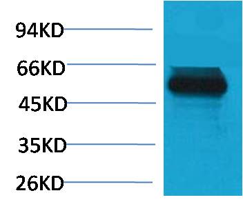 Anti-MG53 Rabbit Polyclonal Antibody