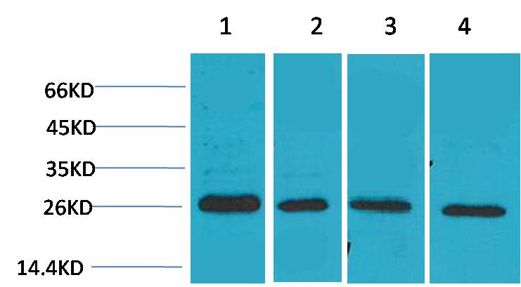 Anti-SLUG Rabbit Polyclonal Antibody