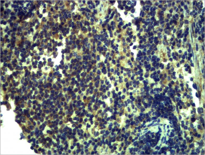 Anti-Toll-Like Receptor 13 Rabbit Polyclonal Antibody