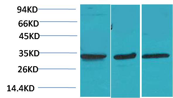 Anti-CACNG3 Rabbit Polyclonal Antibody
