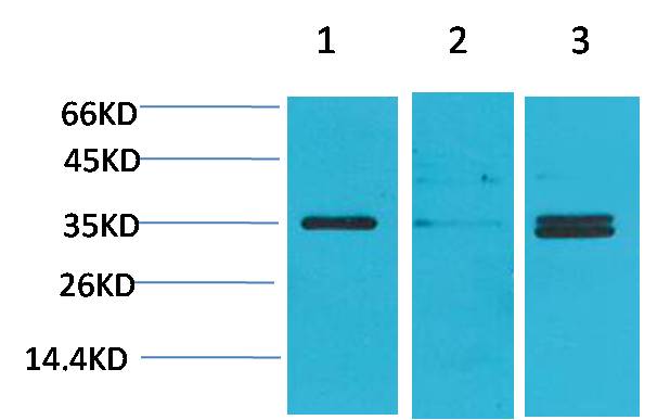 Anti-Cav gamma 5 Rabbit Polyclonal Antibody