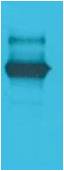 Anti-LexA DNA Binding Region Rabbit Polyclonal Antibody