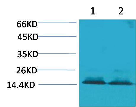 Anti-Histone H3 (Citruline R2+R8+R17) Rabbit Polyclonal Antibody