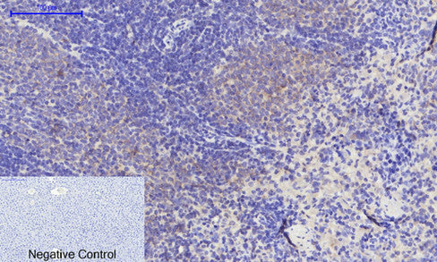 Anti-PERK Rabbit Polyclonal Antibody