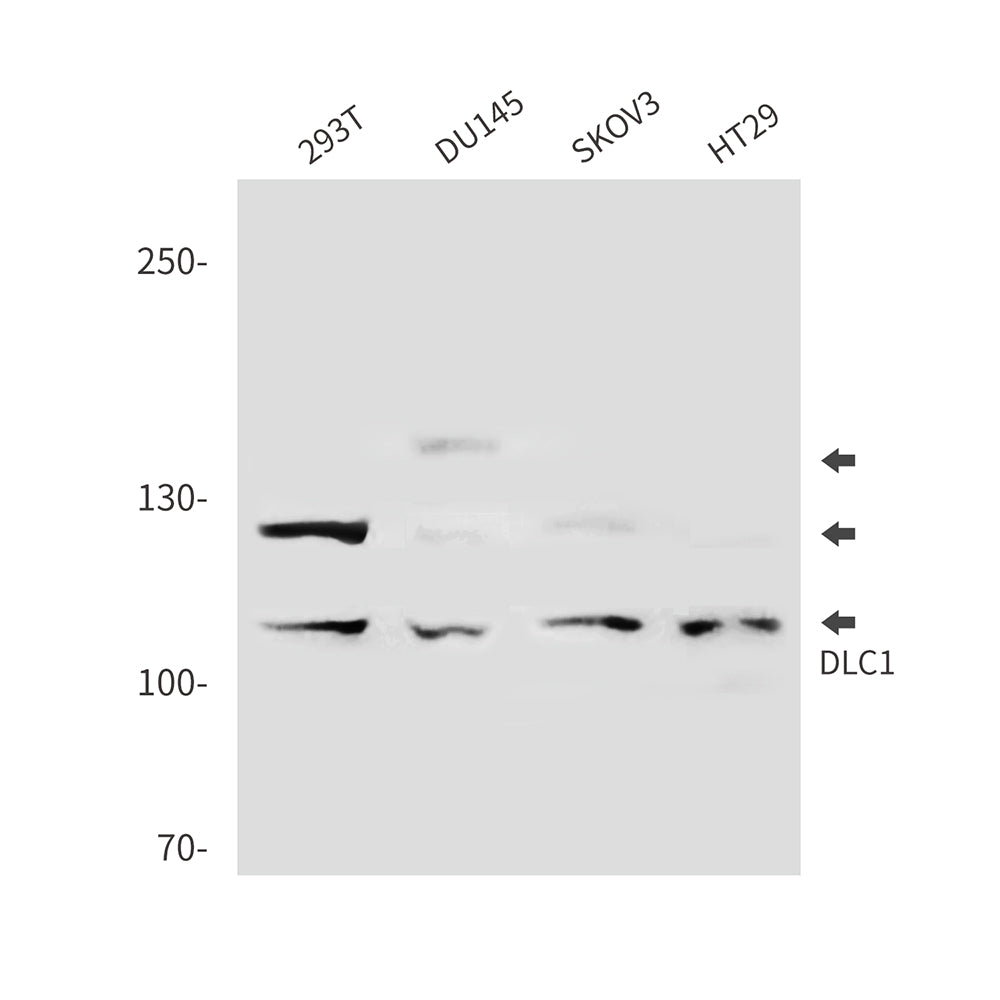Anti-DLC1 Rabbit Polyclonal Antibody