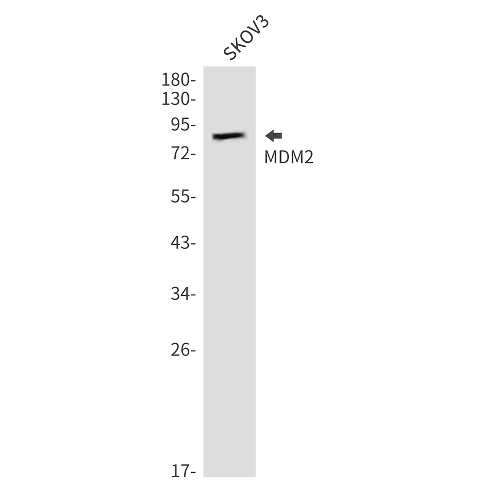 Anti-MDM2 Rabbit Polyclonal Antibody