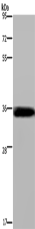 Anti-PINCH Rabbit Polyclonal Antibody