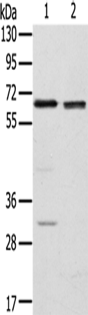Anti-RBBP5 Rabbit Polyclonal Antibody
