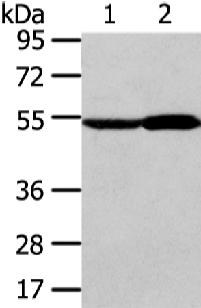 Anti-ALDH3A2 Rabbit Polyclonal Antibody