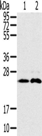 Anti-Rab14 Rabbit Polyclonal Antibody