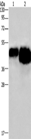 Anti-Ovalbumin Rabbit Polyclonal Antibody