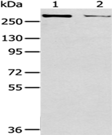 Anti-WNK2 Rabbit Polyclonal Antibody