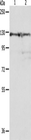 Anti-PCB Rabbit Polyclonal Antibody