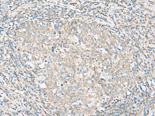 Anti-Cytochrome P450 1A1 Rabbit Polyclonal Antibody
