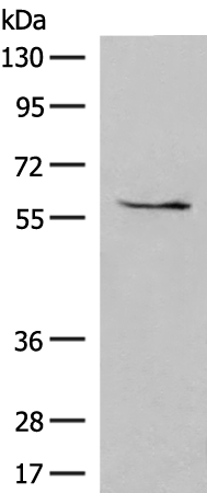 Anti-Cytochrome P450 1A1 Rabbit Polyclonal Antibody