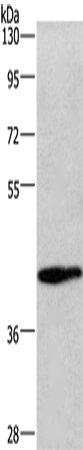 Anti-Wnt3a Rabbit Polyclonal Antibody